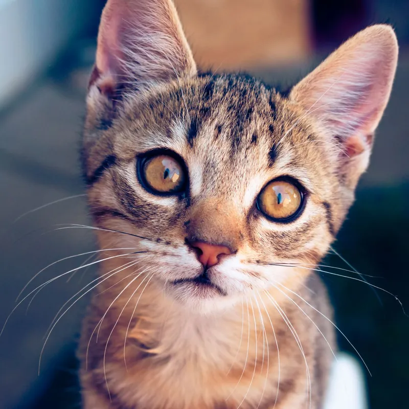 Chaton tigré aux grands yeux, assis et attentif.