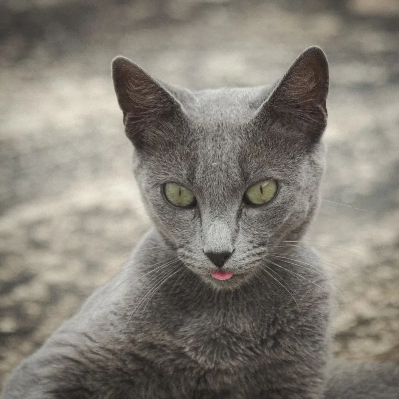 Chat gris aux yeux verts, au regard doux, en gros plan.