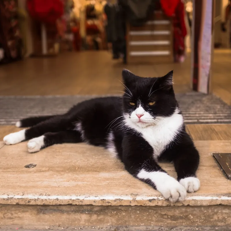 Chat noir et blanc couché tranquillement sur une marche.