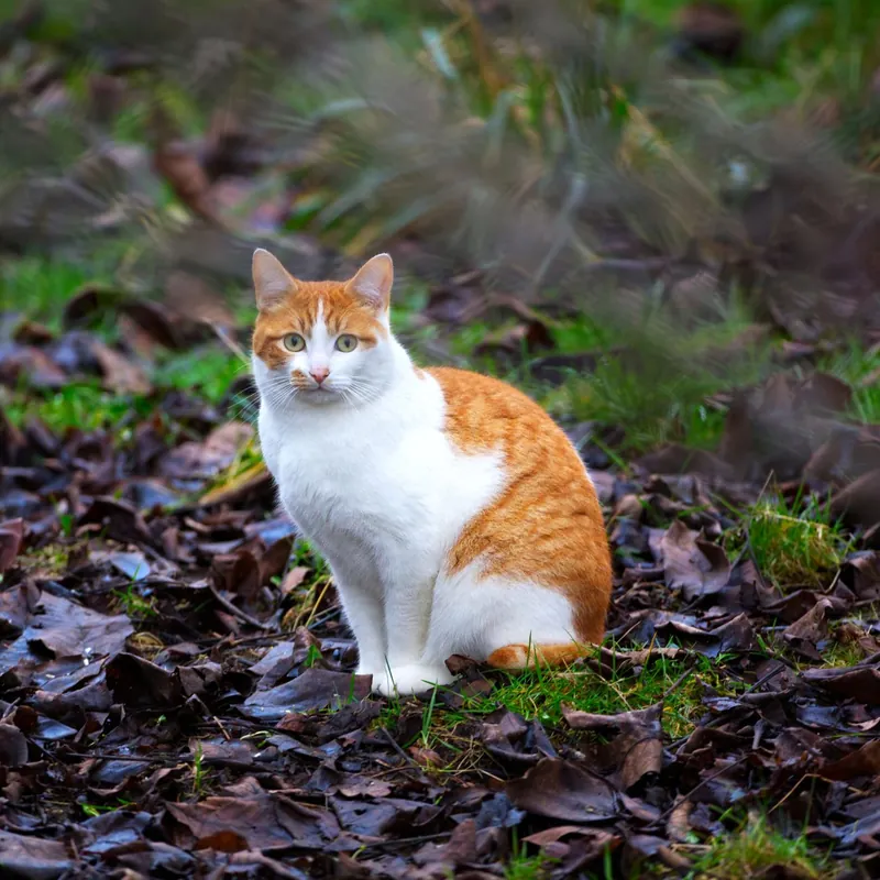 Chat roux et blanc assis dans les feuilles, l'air joueur.