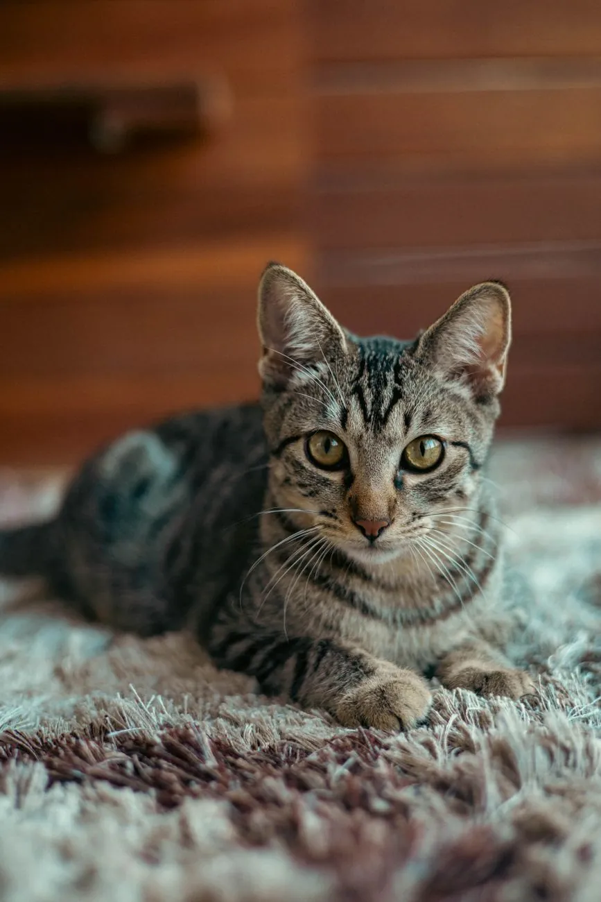 Un chat tigré aux yeux dorés, couché bien détendu, qui regarde l'objectif.