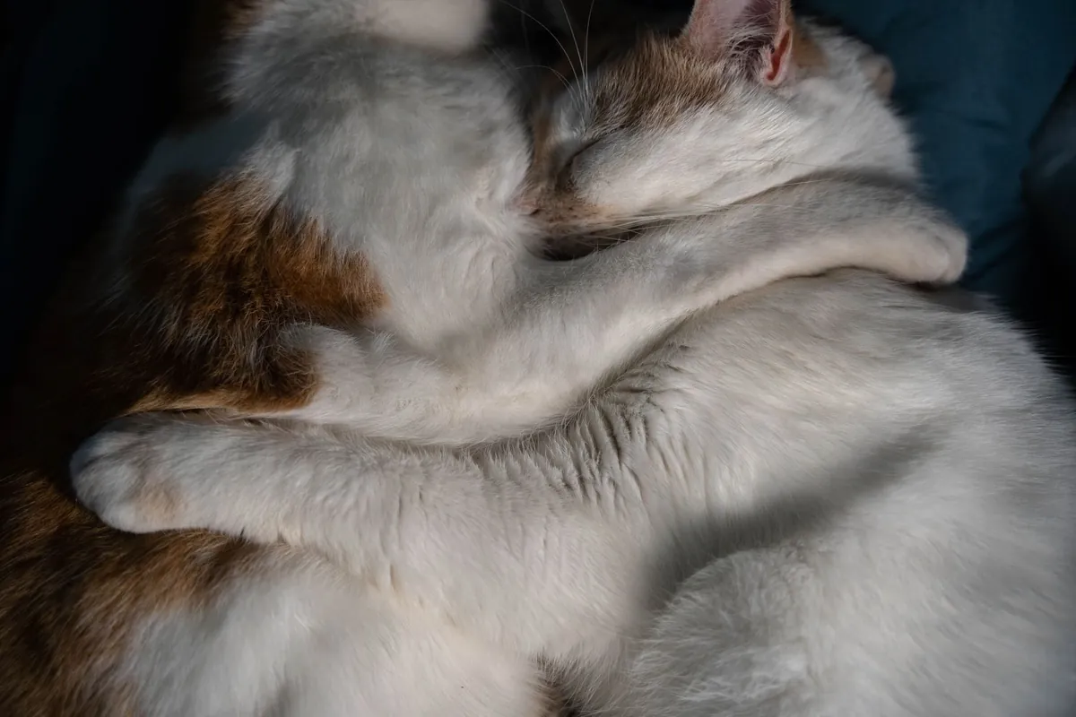 Deux chats blottis l'un contre l'autre, endormis au chaud.